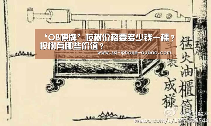 ‘OB棋牌’桉树价格要多少钱一棵?桉树有哪些价值?(图3) 欧宝app